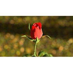 Rose animated 3D model